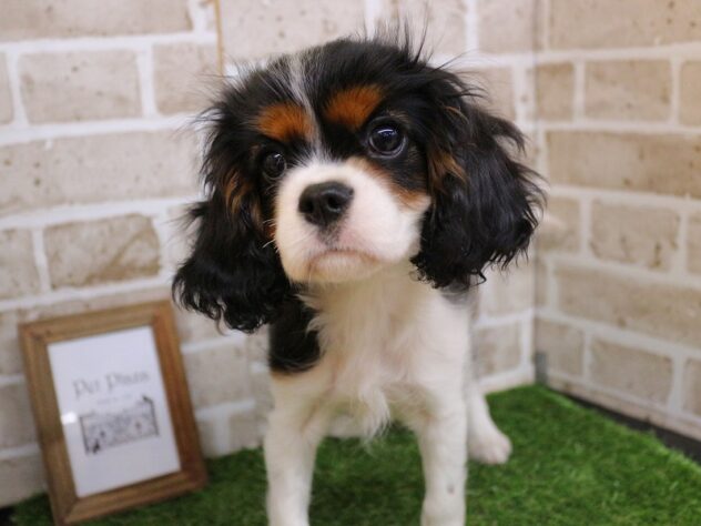 兵庫県のキャバリアキングチャールズスパニエル (ペット・プラザ アミーゴ神戸西店/2025年10月17日生まれ/女の子/トライカラー)の子犬の3枚目の画像