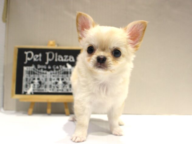 大阪府のチワワ(ロング) (ペット・プラザ アミーゴ豊中服部店/2025年10月9日生まれ/男の子/クリーム)の子犬の1枚目の画像