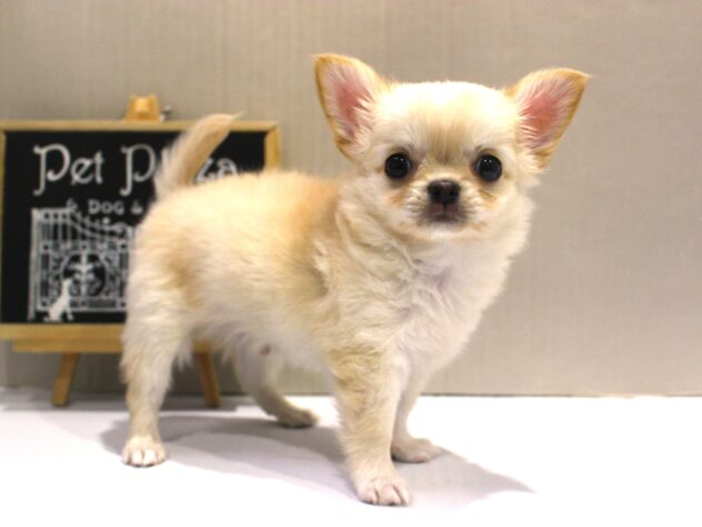 大阪府のチワワ(ロング) (ペット・プラザ アミーゴ豊中服部店/2025年10月9日生まれ/男の子/クリーム)の子犬の2枚目の画像