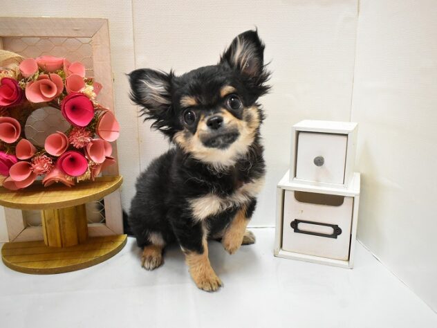 大阪府のチワワ(ロング) (ペット・プラザ アミーゴ豊中服部店/2025年10月10日生まれ/男の子/ブラックタン)の子犬の1枚目の画像