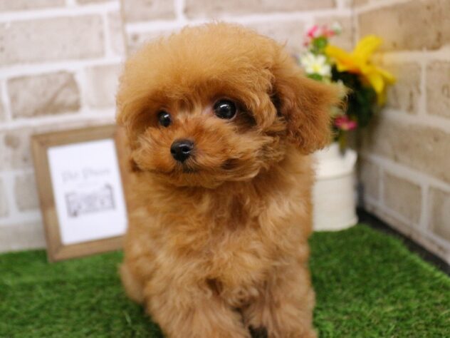 兵庫県のトイプードル(トイ) (ペット・プラザ アミーゴ神戸西店/2025年10月13日生まれ/男の子/レッドフォーン)の子犬の2枚目の画像