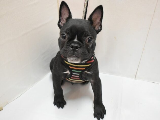 大阪府のフレンチブルドッグ (ペット・プラザ アミーゴ豊中服部店/2025年10月17日生まれ/男の子/ブリンドル)の子犬の2枚目の画像