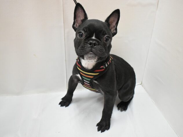 大阪府のフレンチブルドッグ (ペット・プラザ アミーゴ豊中服部店/2025年10月17日生まれ/男の子/ブリンドル)の子犬の1枚目の画像