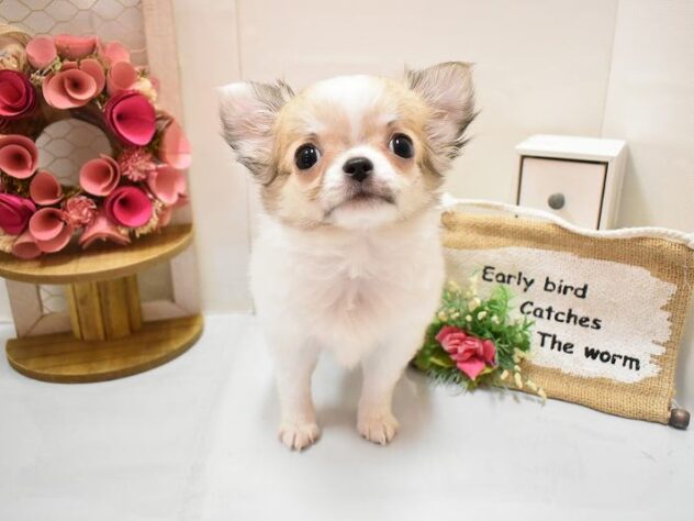 大阪府のチワワ(ロング) (ペット・プラザ アミーゴ豊中服部店/2025年11月2日生まれ/女の子/フォーンホワイト)の子犬の1枚目の画像