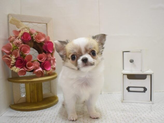 大阪府のチワワ(ロング) (ペット・プラザ アミーゴ豊中服部店/2025年11月2日生まれ/女の子/フォーンホワイト)の子犬の2枚目の画像