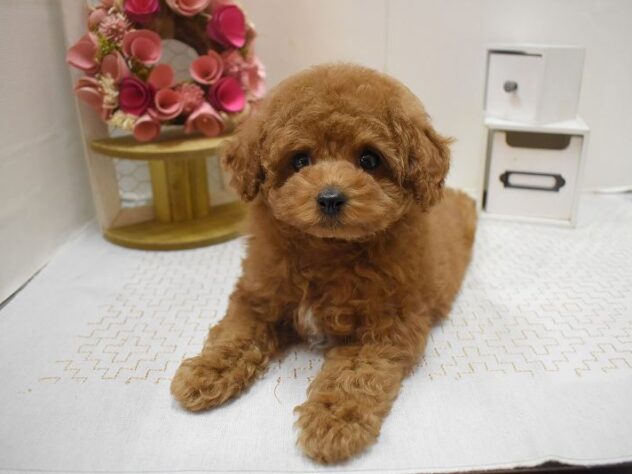 大阪府のトイプードル(トイ) (ペット・プラザ アミーゴ豊中服部店/2025年11月3日生まれ/女の子/レッドフォーン)の子犬の1枚目の画像