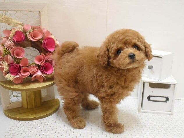 大阪府のトイプードル(トイ) (ペット・プラザ アミーゴ豊中服部店/2025年11月3日生まれ/女の子/レッドフォーン)の子犬の3枚目の画像