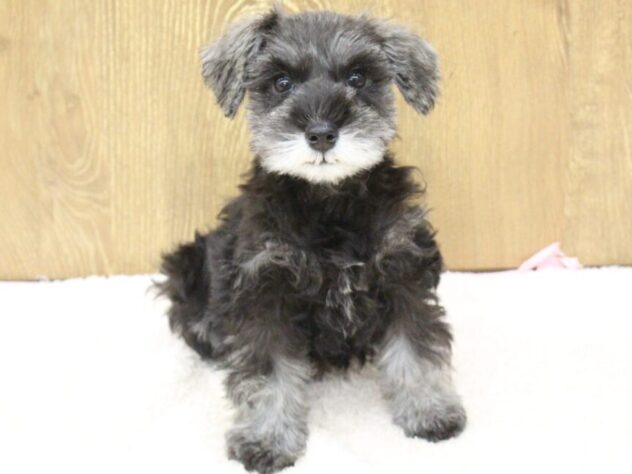 兵庫県のミニチュアシュナウザー (ペット・プラザ アミーゴ明石魚住店/2025年10月26日生まれ/女の子/ソルトペッパー)の子犬の1枚目の画像