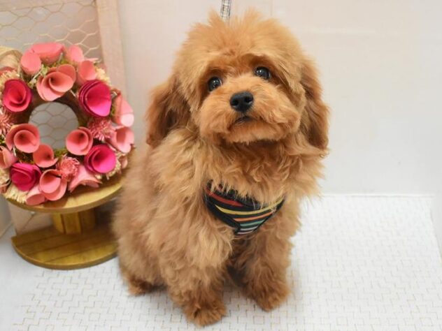 大阪府のトイプードル(トイ) (ペット・プラザ アミーゴ豊中服部店/2025年11月1日生まれ/男の子/オレンジフォーン)の子犬の1枚目の画像