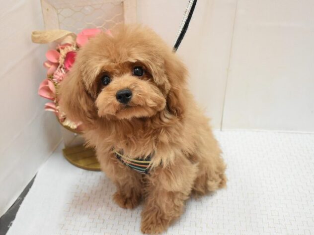 大阪府のトイプードル(トイ) (ペット・プラザ アミーゴ豊中服部店/2025年11月1日生まれ/男の子/オレンジフォーン)の子犬の2枚目の画像