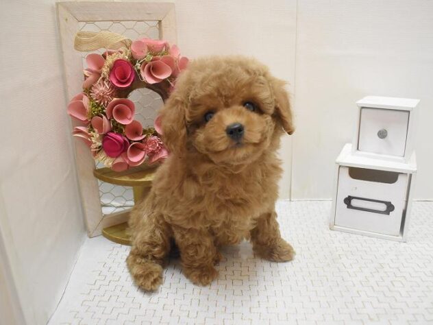 大阪府のトイプードル(トイ) (ペット・プラザ アミーゴ豊中服部店/2025年11月1日生まれ/男の子/オレンジフォーン)の子犬の1枚目の画像