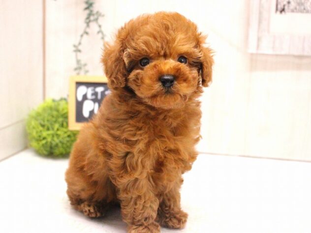 兵庫県のトイプードル(トイ) (ペット・プラザ アミーゴ加古川店/2025年11月3日生まれ/女の子/レッドフォーン)の子犬の1枚目の画像