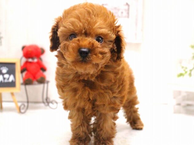 兵庫県のトイプードル(トイ) (ペット・プラザ アミーゴ加古川店/2025年11月3日生まれ/女の子/レッドフォーン)の子犬の2枚目の画像