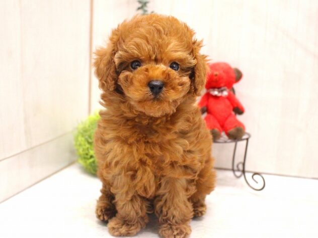 兵庫県のトイプードル(トイ) (ペット・プラザ アミーゴ加古川店/2025年11月3日生まれ/女の子/レッドフォーン)の子犬の3枚目の画像