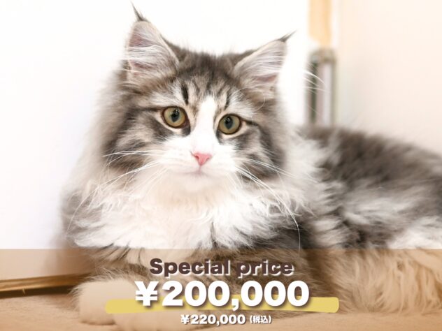 ノルウェーF♀6/25 BLT/WH | ペットワールド アミーゴ