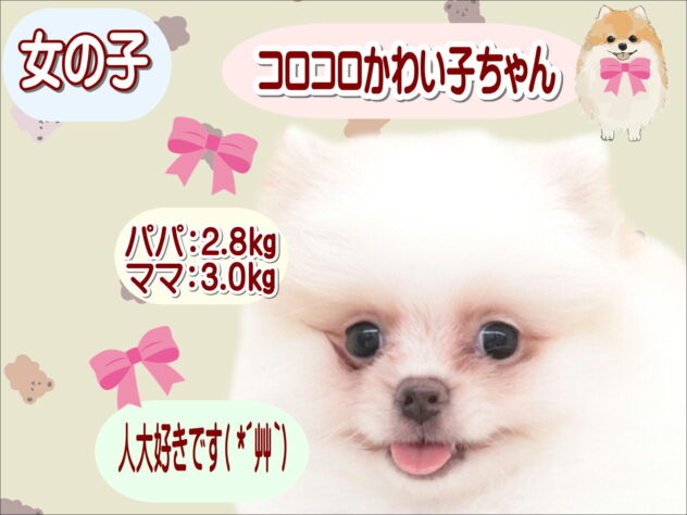 大阪府のポメラニアン (アミーゴ鳳店/2025年11月18日生まれ/女の子/パーティーカラー)の子犬の1枚目の画像