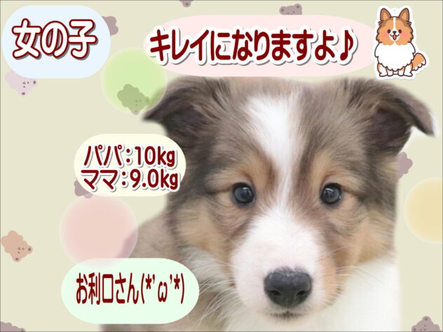 大阪府のシェットランドシープドッグ (アミーゴ鳳店/2025年11月17日生まれ/女の子/セーブルホワイト)の子犬