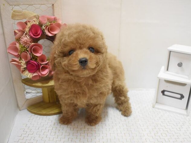 大阪府のトイプードル(トイ) (ペット・プラザ アミーゴ豊中服部店/2025年11月1日生まれ/男の子/オレンジフォーン)の子犬の2枚目の画像