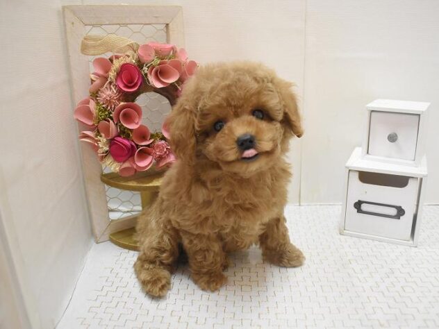 大阪府のトイプードル(トイ) (ペット・プラザ アミーゴ豊中服部店/2025年11月1日生まれ/男の子/オレンジフォーン)の子犬の3枚目の画像