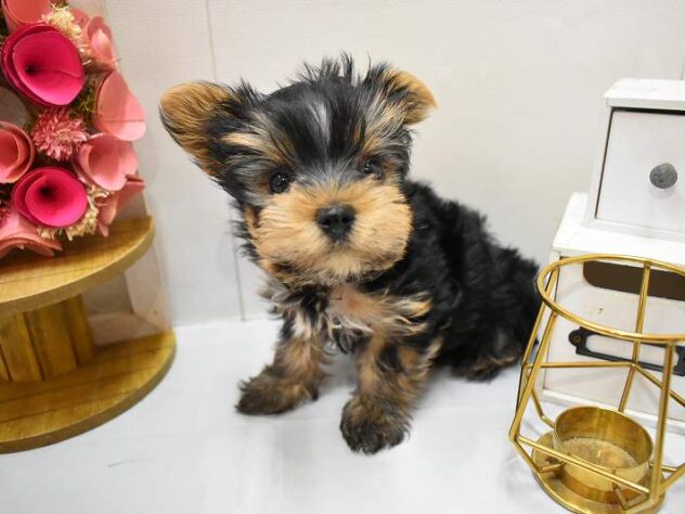 大阪府のヨークシャーテリア (ペット・プラザ アミーゴ豊中服部店/2025年11月20日生まれ/男の子/スチールブルータン)の子犬の2枚目の画像