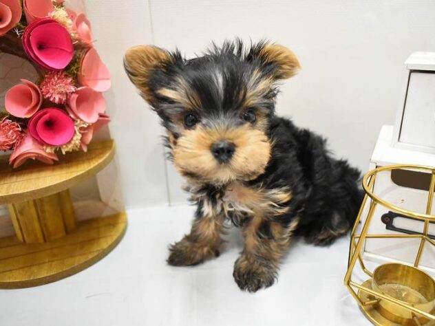 大阪府のヨークシャーテリア (ペット・プラザ アミーゴ豊中服部店/2025年11月20日生まれ/男の子/スチールブルータン)の子犬の3枚目の画像