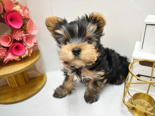 大阪府のヨークシャーテリア (ペット・プラザ アミーゴ豊中服部店/2025年11月20日生まれ/男の子/スチールブルータン)の子犬の1枚目の画像