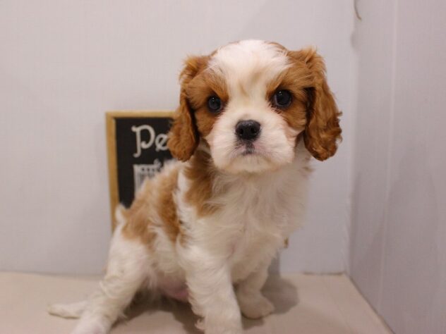 大阪府のキャバリアキングチャールズスパニエル (ペット・プラザ アミーゴ豊中服部店/2025年11月23日生まれ/男の子/ブレンハイム)の子犬の2枚目の画像