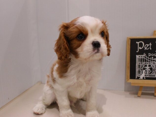 大阪府のキャバリアキングチャールズスパニエル (ペット・プラザ アミーゴ豊中服部店/2025年11月23日生まれ/男の子/ブレンハイム)の子犬の4枚目の画像