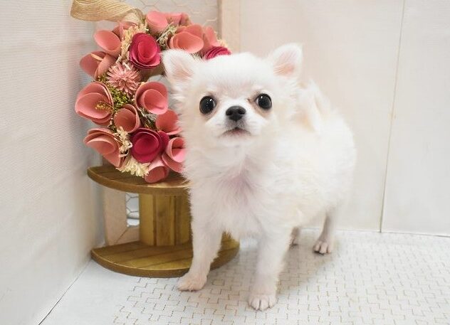 大阪府のチワワ(ロング) (ペット・プラザ アミーゴ豊中服部店/2025年11月5日生まれ/男の子/クリームホワイト)の子犬の1枚目の画像