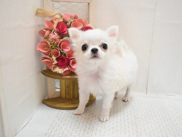 大阪府のチワワ(ロング) (ペット・プラザ アミーゴ豊中服部店/2025年11月5日生まれ/男の子/クリームホワイト)の子犬の1枚目の画像