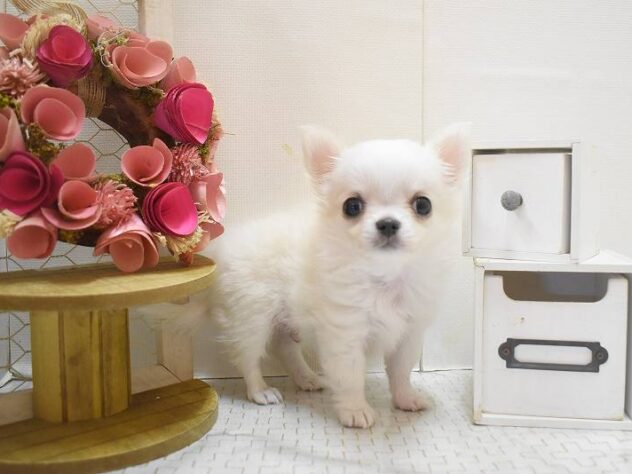 大阪府のチワワ(ロング) (ペット・プラザ アミーゴ豊中服部店/2025年11月5日生まれ/男の子/クリームホワイト)の子犬の1枚目の画像