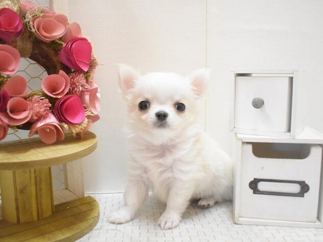 大阪府のチワワ(ロング) (ペット・プラザ アミーゴ豊中服部店/2025年11月5日生まれ/男の子/クリームホワイト)の子犬の2枚目の画像