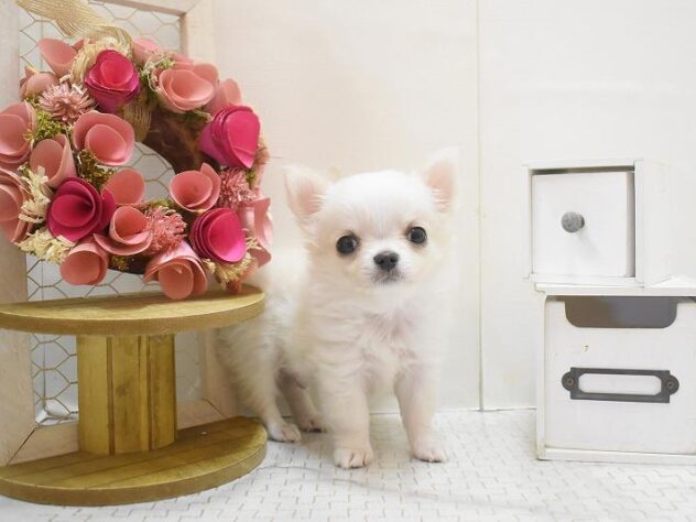 大阪府のチワワ(ロング) (ペット・プラザ アミーゴ豊中服部店/2025年11月5日生まれ/男の子/クリームホワイト)の子犬の3枚目の画像