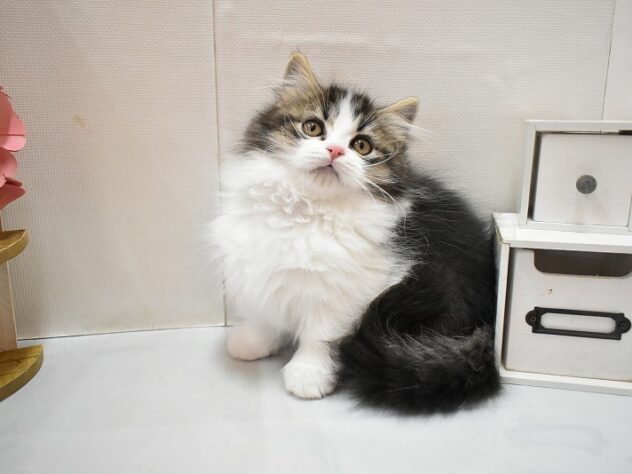 大阪府のミヌエット (ペット・プラザ アミーゴ豊中服部店/2025年11月5日生まれ/女の子/ブラウンタビーホワイト)の子猫の1枚目の画像