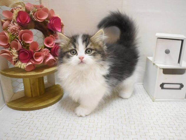 大阪府のミヌエット (ペット・プラザ アミーゴ豊中服部店/2025年11月5日生まれ/女の子/ブラウンタビーホワイト)の子猫の1枚目の画像