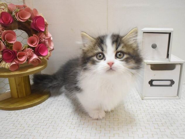 大阪府のミヌエット (ペット・プラザ アミーゴ豊中服部店/2025年11月5日生まれ/女の子/ブラウンタビーホワイト)の子猫の2枚目の画像