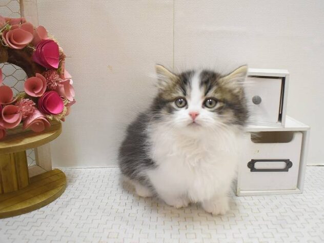 大阪府のミヌエット (ペット・プラザ アミーゴ豊中服部店/2025年11月5日生まれ/女の子/ブラウンタビーホワイト)の子猫の3枚目の画像