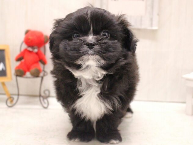 兵庫県のポメズー/ポメシーズ(ポメラニアン×シーズー) (ペット・プラザ アミーゴ加古川店/2025年11月6日生まれ/男の子/ブラックホワイト)の子犬の2枚目の画像