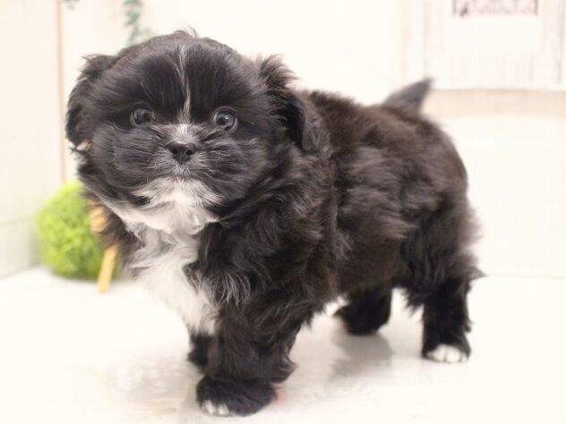 兵庫県のポメズー/ポメシーズ(ポメラニアン×シーズー) (ペット・プラザ アミーゴ加古川店/2025年11月6日生まれ/男の子/ブラックホワイト)の子犬の3枚目の画像