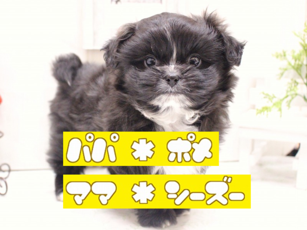 兵庫県のポメズー/ポメシーズ(ポメラニアン×シーズー) (ペット・プラザ アミーゴ加古川店/2025年11月6日生まれ/男の子/ブラックホワイト)の子犬の1枚目の画像
