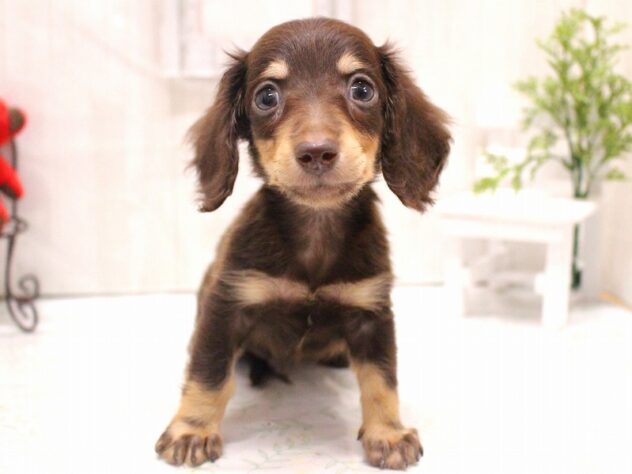 兵庫県のミニチュアダックスフンド(ロング) (ペット・プラザ アミーゴ加古川店/2025年10月31日生まれ/男の子/チョコレートタン)の子犬の1枚目の画像