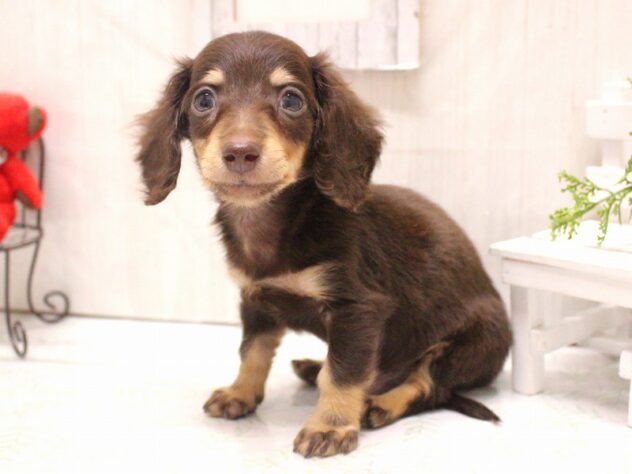 兵庫県のミニチュアダックスフンド(ロング) (ペット・プラザ アミーゴ加古川店/2025年10月31日生まれ/男の子/チョコレートタン)の子犬の3枚目の画像