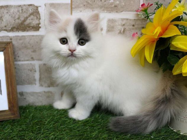 兵庫県のブリティッシュロングヘアー (ペット・プラザ アミーゴ神戸西店/2025年11月11日生まれ/女の子/ダイリュートキャリコ)の子猫の2枚目の画像