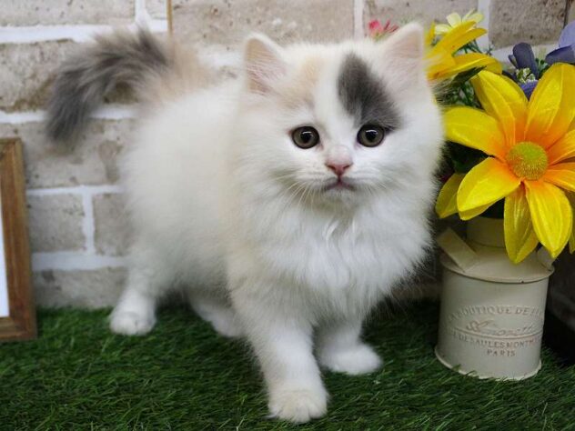 兵庫県のブリティッシュロングヘアー (ペット・プラザ アミーゴ神戸西店/2025年11月11日生まれ/女の子/ダイリュートキャリコ)の子猫の1枚目の画像