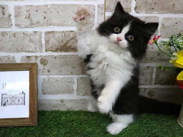 兵庫県のスコティッシュストレート (ペット・プラザ アミーゴ神戸西店/2025年11月13日生まれ/男の子/ブラックホワイト)の子猫の3枚目の画像