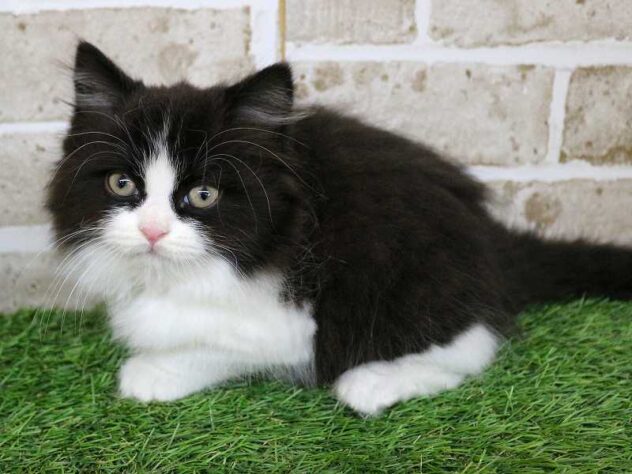 兵庫県のスコティッシュストレート (ペット・プラザ アミーゴ神戸西店/2025年11月13日生まれ/男の子/ブラックホワイト)の子猫の2枚目の画像