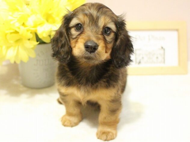 兵庫県のミニチュアダックスフンド(ロング) (ペット・プラザ アミーゴ明石魚住店/2025年11月16日生まれ/女の子/レッド)の子犬の2枚目の画像