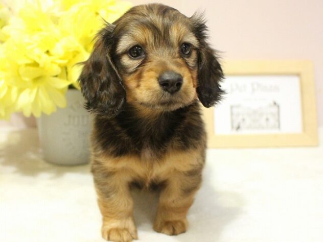 兵庫県のミニチュアダックスフンド(ロング) (ペット・プラザ アミーゴ明石魚住店/2025年11月16日生まれ/女の子/レッド)の子犬の3枚目の画像