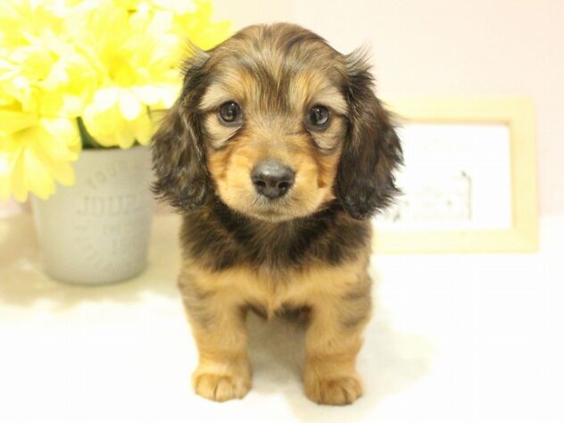 兵庫県のミニチュアダックスフンド(ロング) (ペット・プラザ アミーゴ明石魚住店/2025年11月16日生まれ/女の子/レッド)の子犬の1枚目の画像