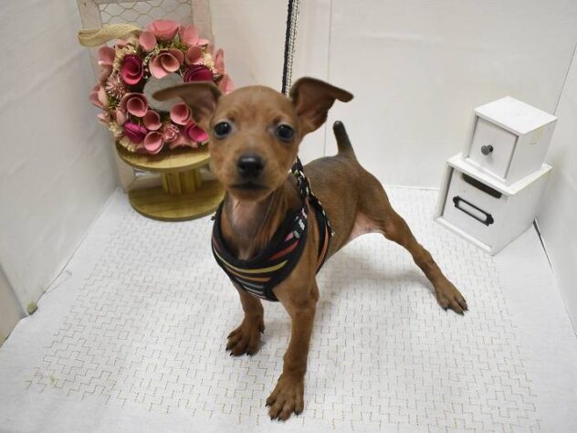 大阪府のミニチュアピンシャー (ペット・プラザ アミーゴ豊中服部店/2025年11月11日生まれ/男の子/レッド)の子犬の1枚目の画像